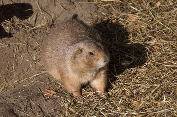 A Prairie Dog (Genus Cynomys)