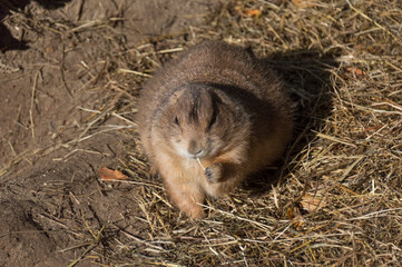 A Prairie Dog (Genus Cynomys)
