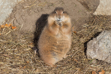 A Prairie dog (Genus Cynomys) eating a straw of hay.