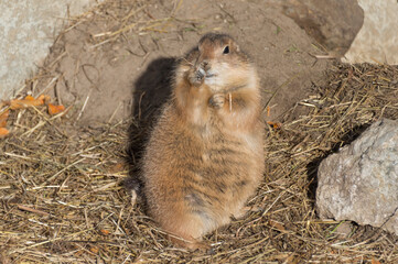 A Prairie Dog (Genus Cynomys)
