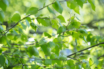 Fototapeta na wymiar Beautiful Spring leaves with bokeh lights in the Spring forest, natural backgound for Spring projects.;