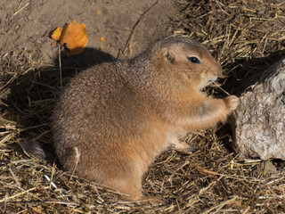 A Prairie Dog (Genus Cynomys)