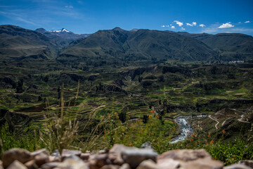 the forest in the south