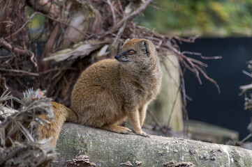 A Yellow Mongoose (Cynictis Penicillata)