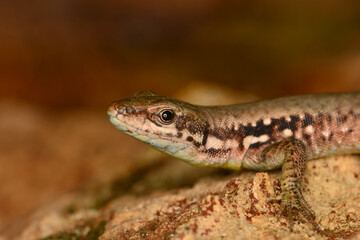 Closeup  Beautiful lizard in the garden