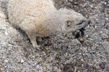 Obraz premium A Yellow Mongoose (Cynictis Penicillata) 