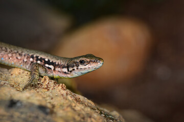 Closeup  Beautiful lizard in the garden