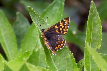 Obraz na płótnie Canvas A Duke of Burgundy Butterfly basking on green leaf.