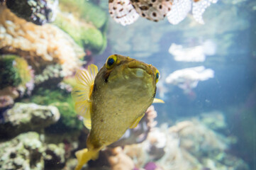 A Blowfish or Puffer Fish
