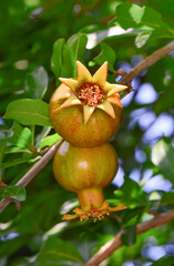 Pomegranate tree flowers and buds