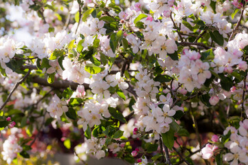 Apple Tree Blossom (Malus Domestica)