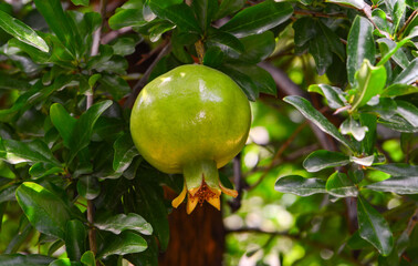 Pomegranate tree flowers and buds