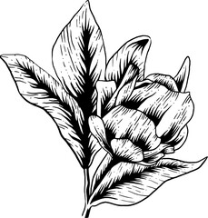 vintage hand drawn line art sketch flower