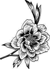 vintage hand drawn line art sketch flower