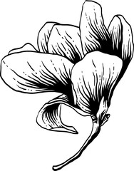 vintage hand drawn line art sketch flower magnolia