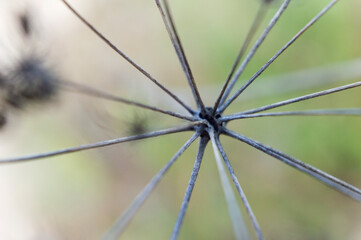 Fototapeta premium close up of a plant