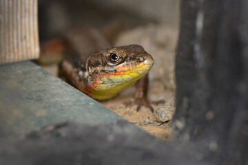 Closeup  Beautiful lizard in the garden