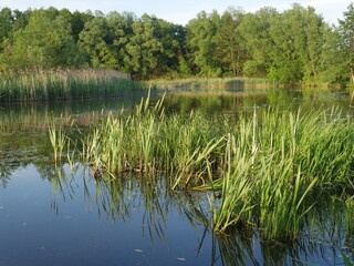 reflection of trees in the water