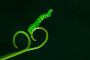 Beautiful green caterpillar creeps on a green plant in the garden