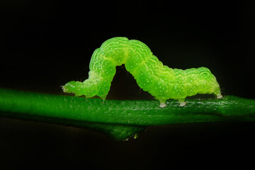 Fototapeta premium Beautiful green caterpillar creeps on a green plant in the garden