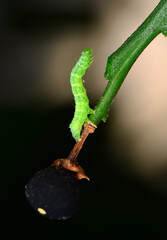Beautiful green caterpillar creeps on a green plant in the garden