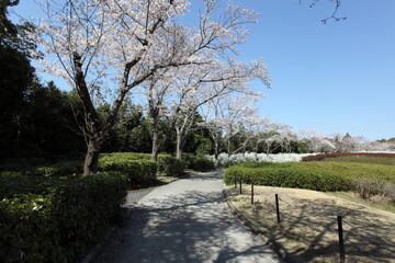 Fototapeta na wymiar 桜並木と雪柳の小径