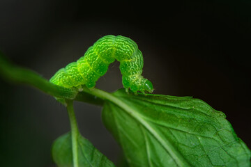 Beautiful green caterpillar creeps on a green plant in the garden