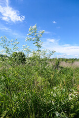 Tall hemlock in a meadow against the blue sky