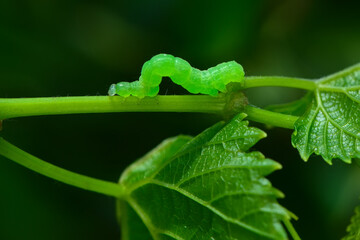 Beautiful green caterpillar creeps on a green plant in the garden