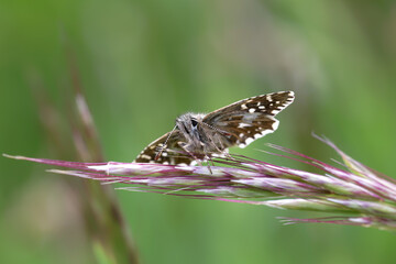 A Grizzled Skipper Butterfly sitting on a grass head.