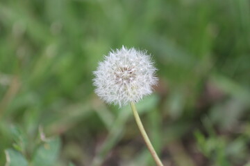 dandelion, flower, nature, plant, grass, green, spring, summer, white, seed, seeds, weed, wind, flora, macro, meadow, closeup, growth, blowball, field, fluffy, flowers, beauty, dandelions, blossom