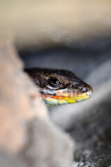 Closeup  Beautiful lizard in the garden
