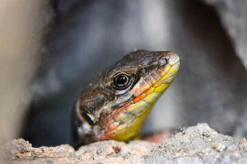 Closeup  Beautiful lizard in the garden