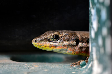 Closeup  Beautiful lizard in the garden