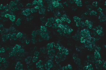 Top view leaf background.Green leaves color tone dark in the morning.Tropical Plant in...