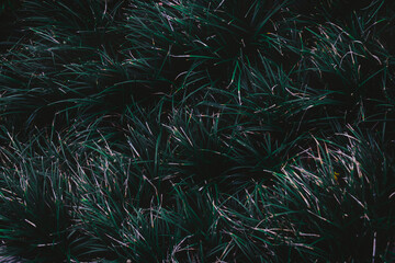 Top view leaf background.Green leaves color tone dark in the morning.Tropical Plant in...