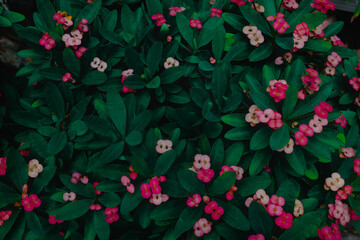 flower and Green leaves background.Green leaves color tone dark  in the morning.Tropical Plant,environment,photo concept nature and plant.