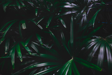 Top view leaf background.Green leaves color tone dark in the morning.photo concept nature and plant.