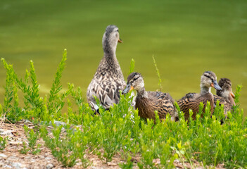 Mallard Duck and ducklings at lake Acworth in Georgia.