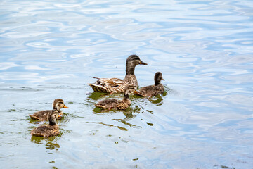 Mallard Duck and ducklings at lake Acworth in Georgia.