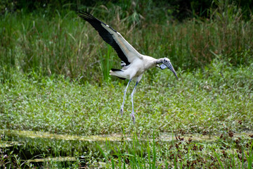 Wood Stork flying over breeding colony at Harris Neck Wetlands in Georgia.
