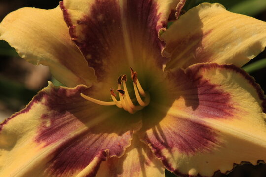 flower, nature, lily, garden, yellow, orange, plant, flowers, green, petals, bloom, petal, red, pink, flora, spring, beauty, summer, blossom, macro, beautiful, white, daylily, bright, plants