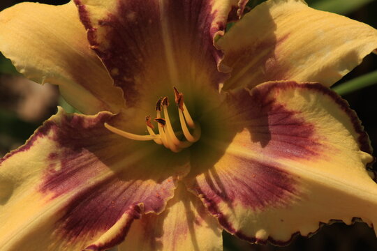 flower, nature, lily, garden, yellow, orange, plant, flowers, green, petals, bloom, petal, red, pink, flora, spring, beauty, summer, blossom, macro, beautiful, white, daylily, bright, plants