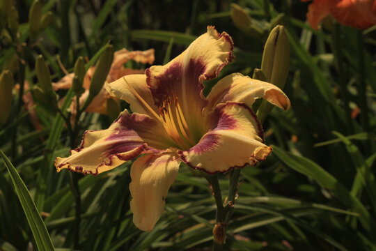 flower, nature, lily, garden, yellow, orange, plant, flowers, green, petals, bloom, petal, red, pink, flora, spring, beauty, summer, blossom, macro, beautiful, white, daylily, bright, plants