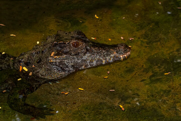 Beautiful Close-up shot of crocodile