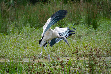 Fototapeta premium Wood Stork
