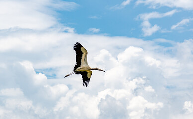 Wood Stork flying over breeding colony and nesting site in Harris Neck Georgia.