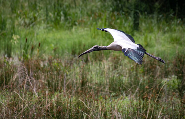 Wood Stork at Harris Neck Wildlife Sanctuary in Harris Neck Georgia.