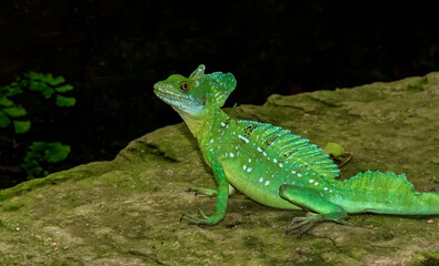 Closeup  Beautiful lizard in the garden