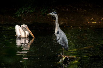 Great Blue Heron (Ardea herodias). It is the largest North American heron. 